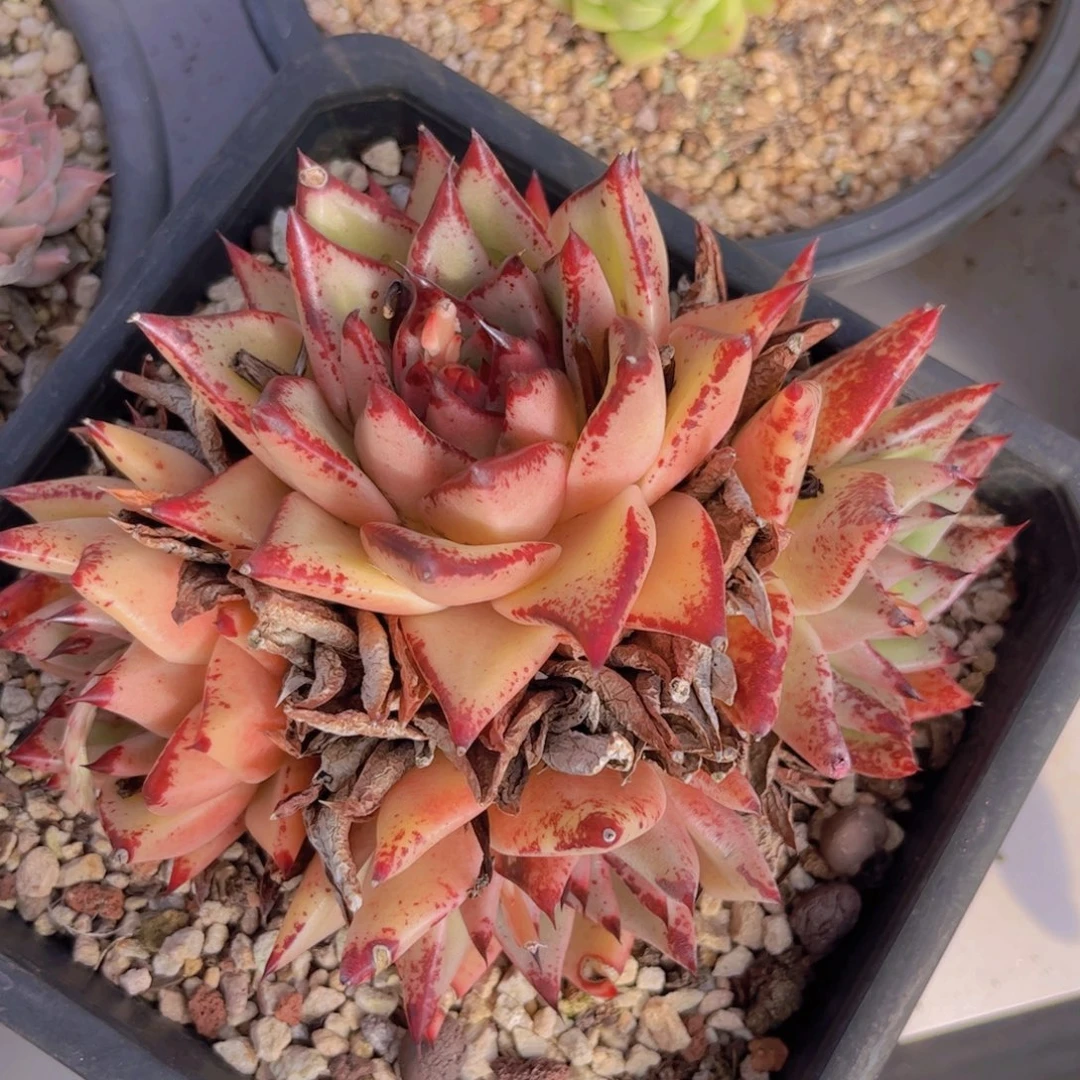 红颜蜜语3119多肉植物