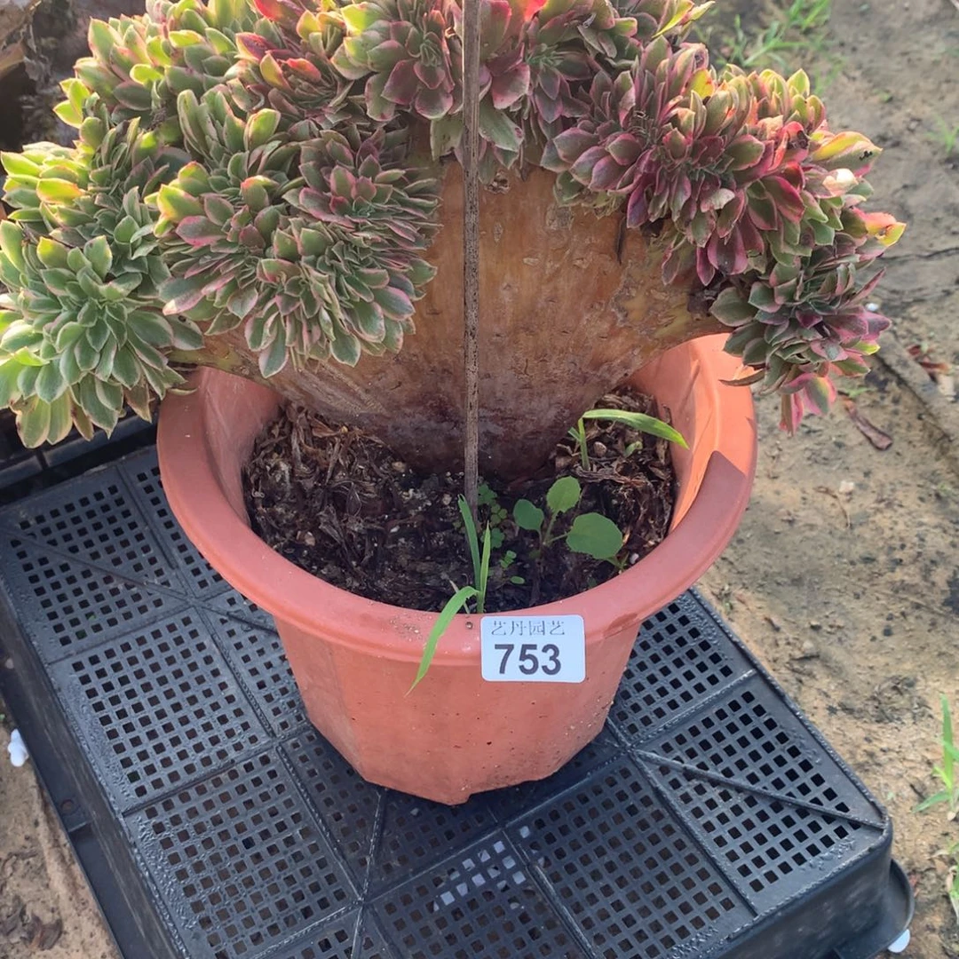 753号女郎缀女郎缀