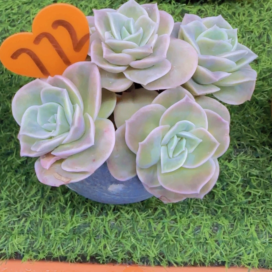 桑*772多肉植物一物一拍