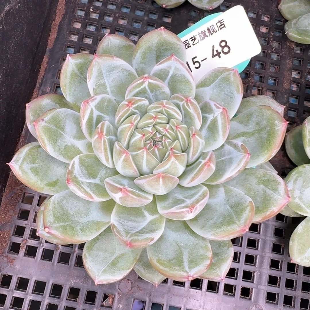 从前慢多肉精选编号0915.48