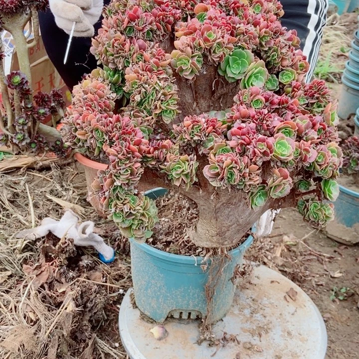 果***果341玫瑰玫瑰玫瑰玫瑰