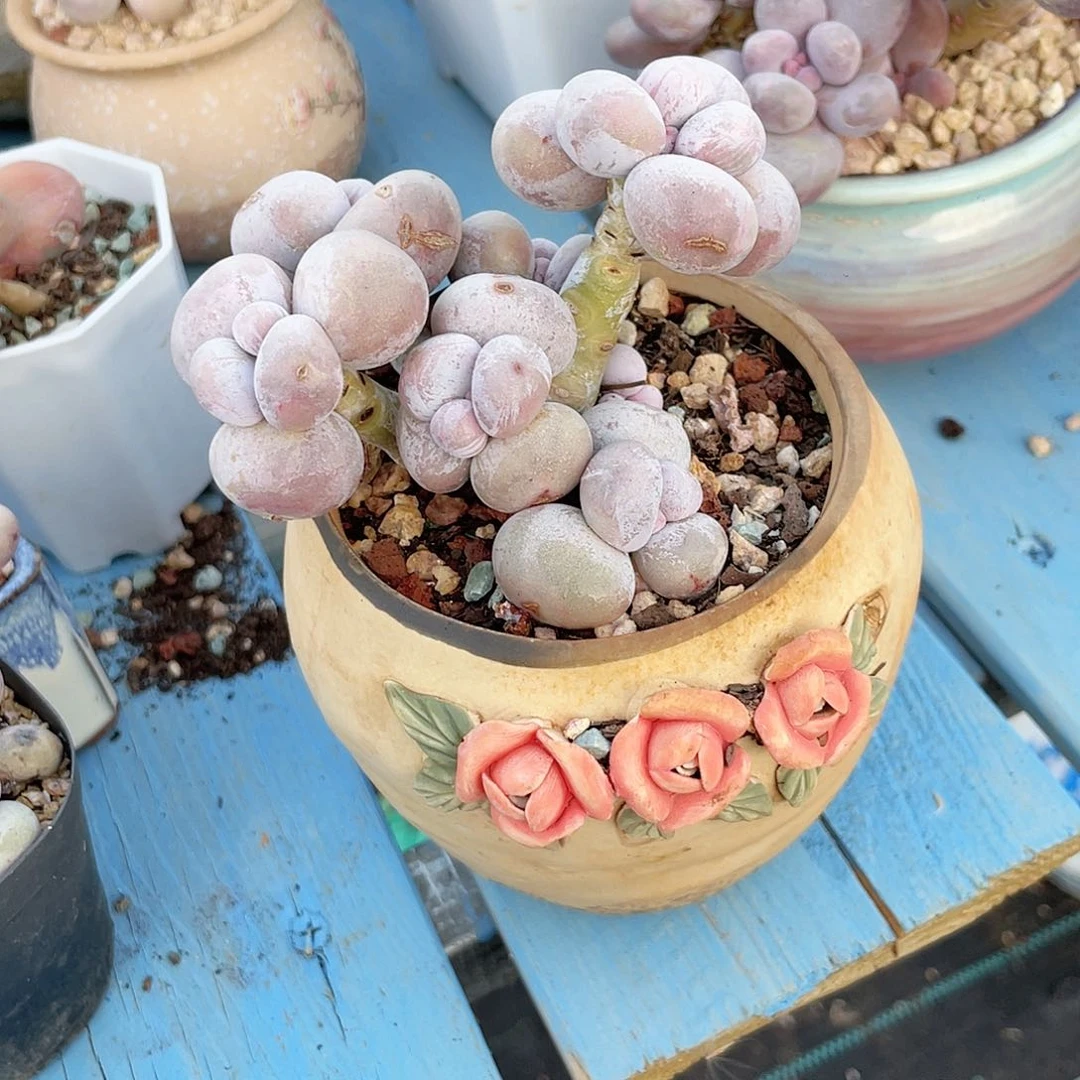 o*o多肉老桩漂亮