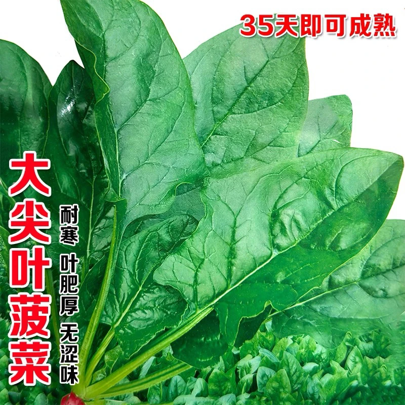 速生早熟大尖叶菠菜种子秋季播耐热寒红根厚叶菠菜种籽阳台盆栽