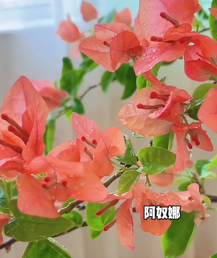 阿奴娜」三角梅袋苗包对版