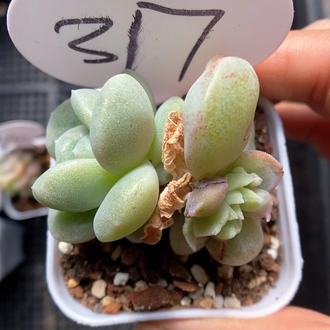 咩*冰玉石化317号。