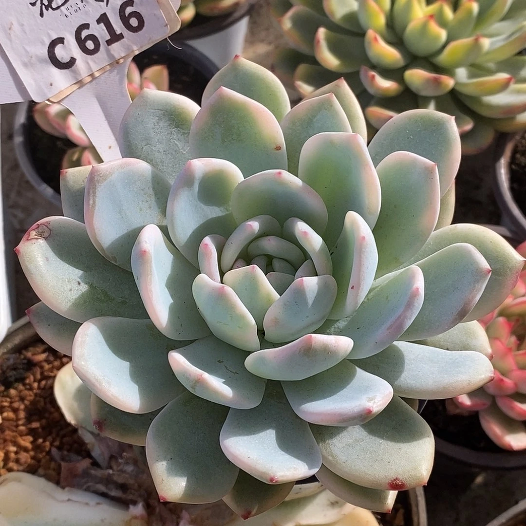 616梦露哈哈哈哈哈哈