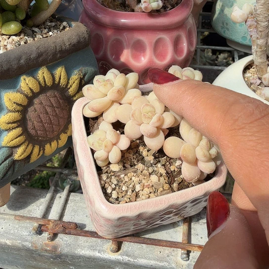 风***曳阳光葡萄五头不带盆