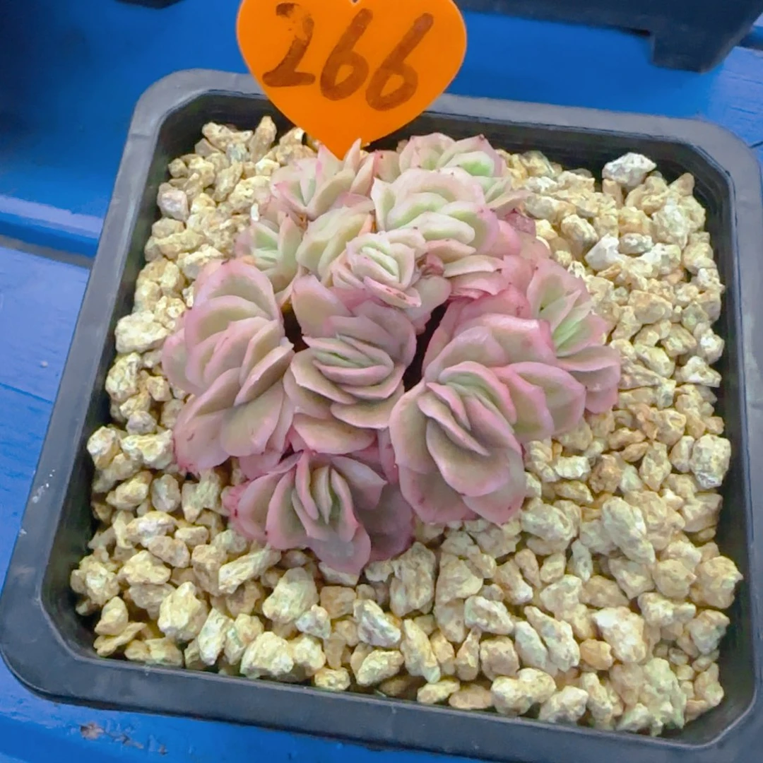 *️**266多肉植物一物一拍