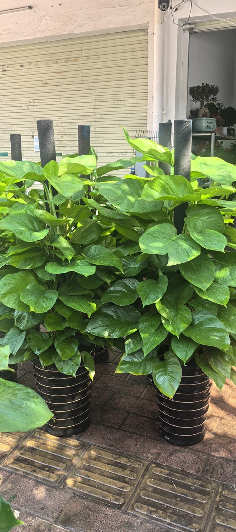 大叶绿萝柱盆栽室内绿植客厅办公室除甲醛观叶植物