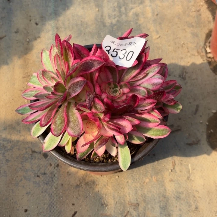 倾城多肉法师3530