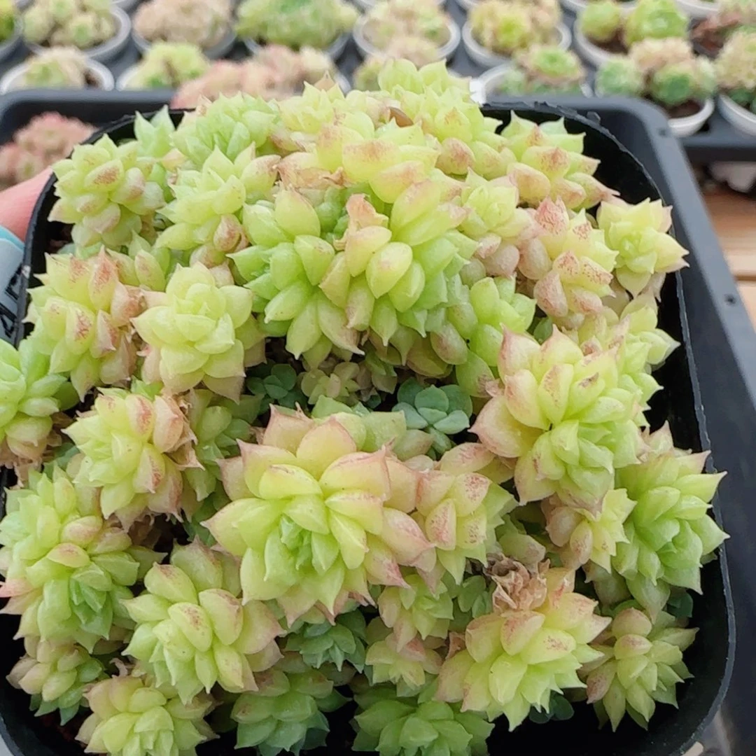 花语逸镜0614-61散