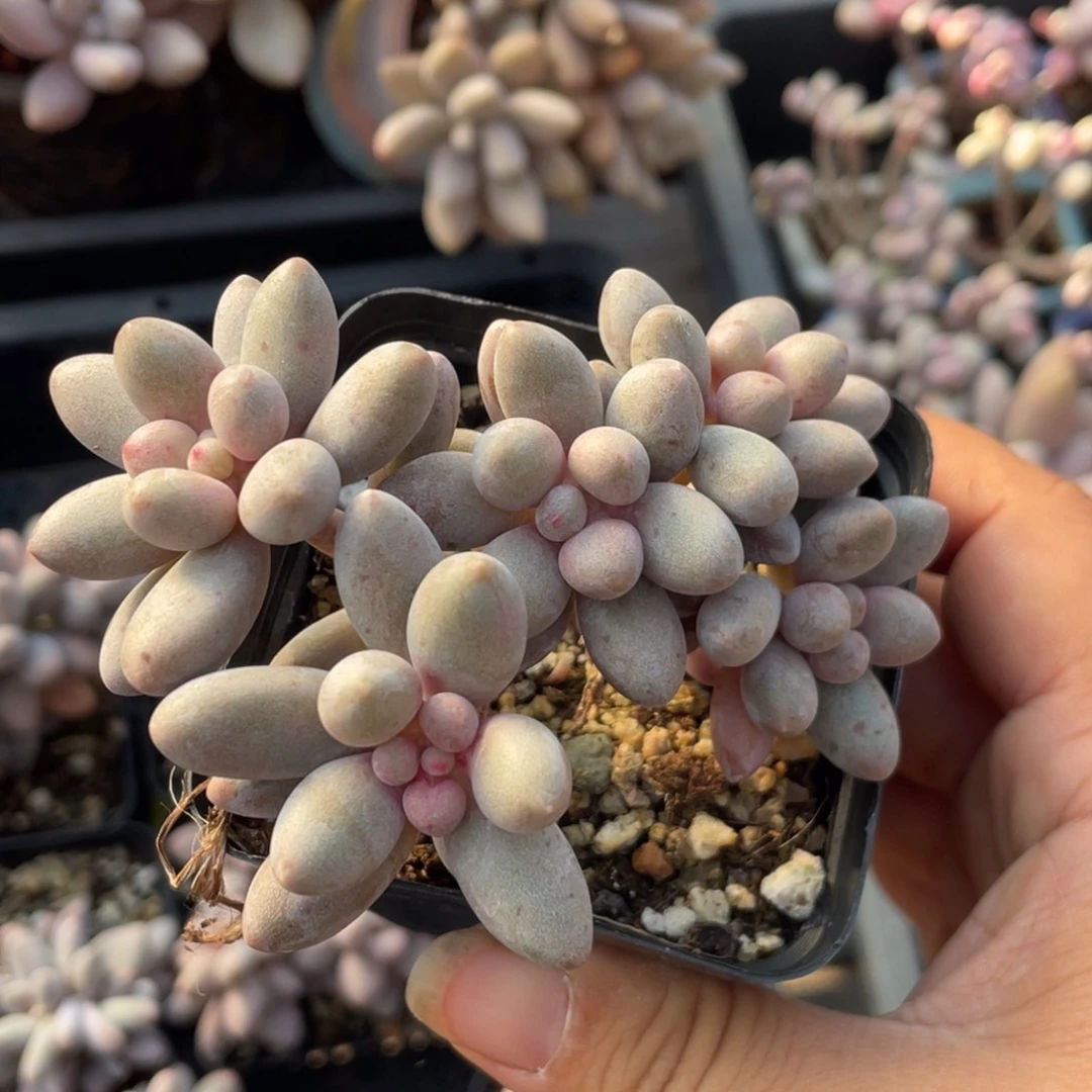 桃花奶酪朵朵缀小树
