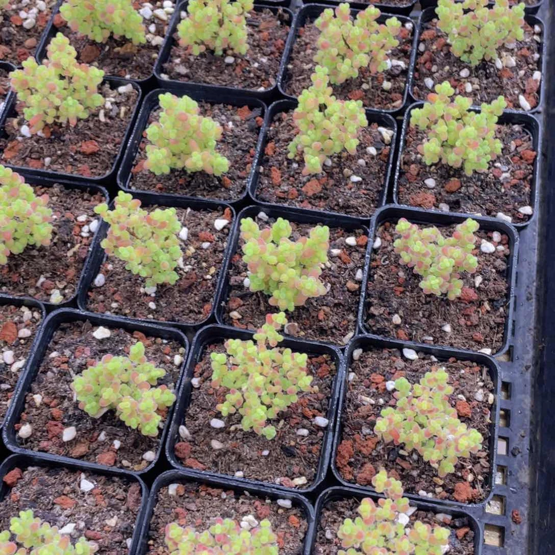 量拍58号 小树造型蜜桔枝干群一个