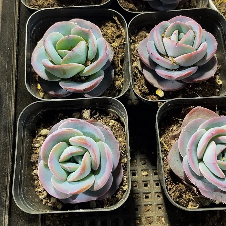 布鲁蓝2.8带盆土发