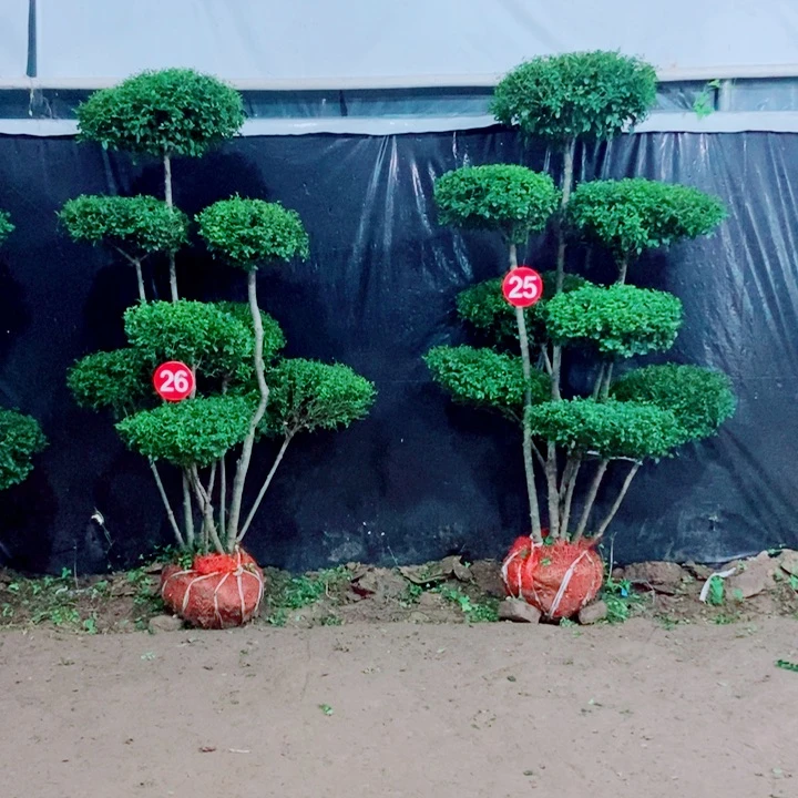 不开花植物一物一拍一对一对
