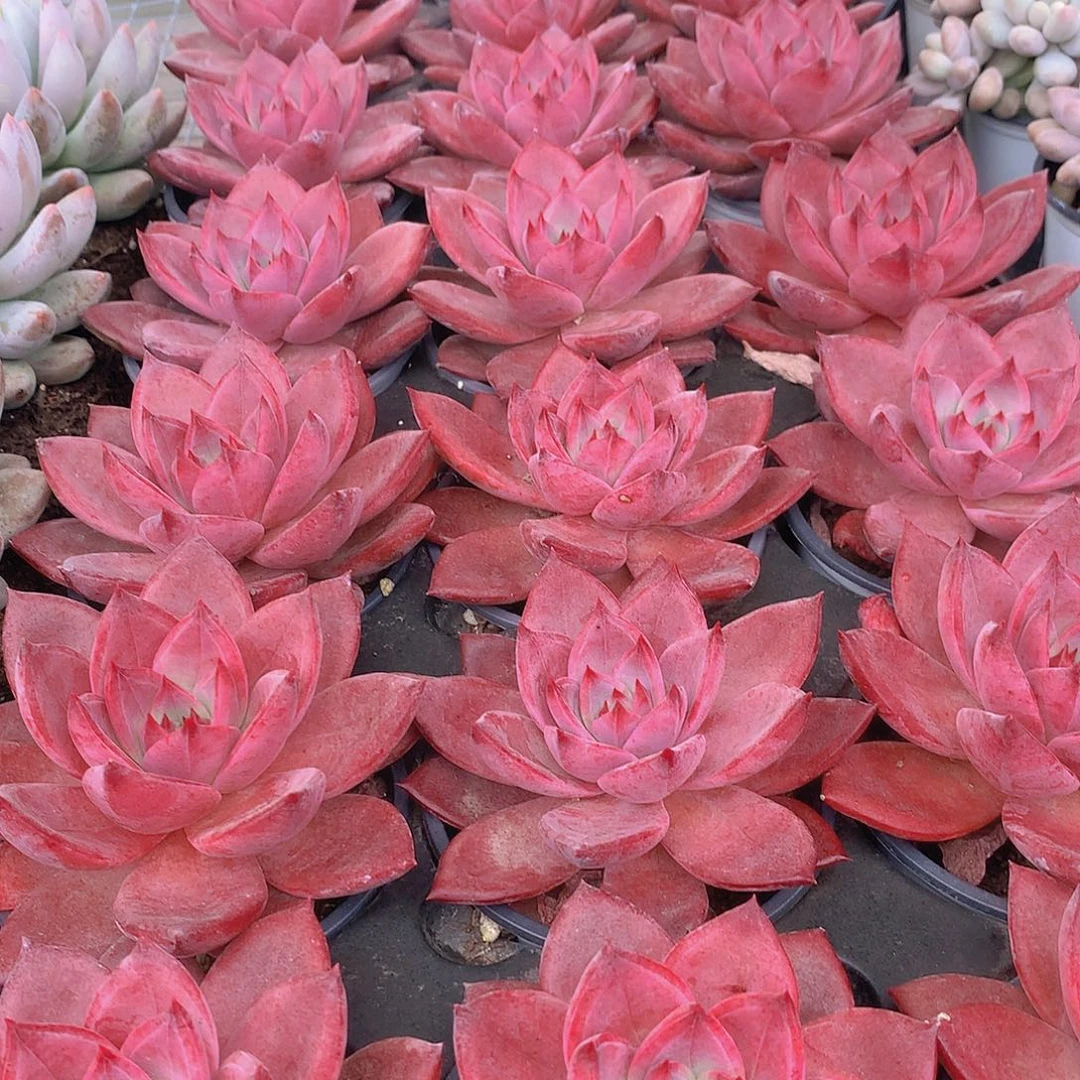 红糖卡34678899000000