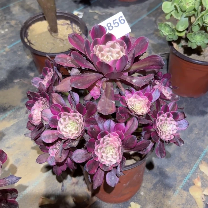 红铜白多肉植物不包损856