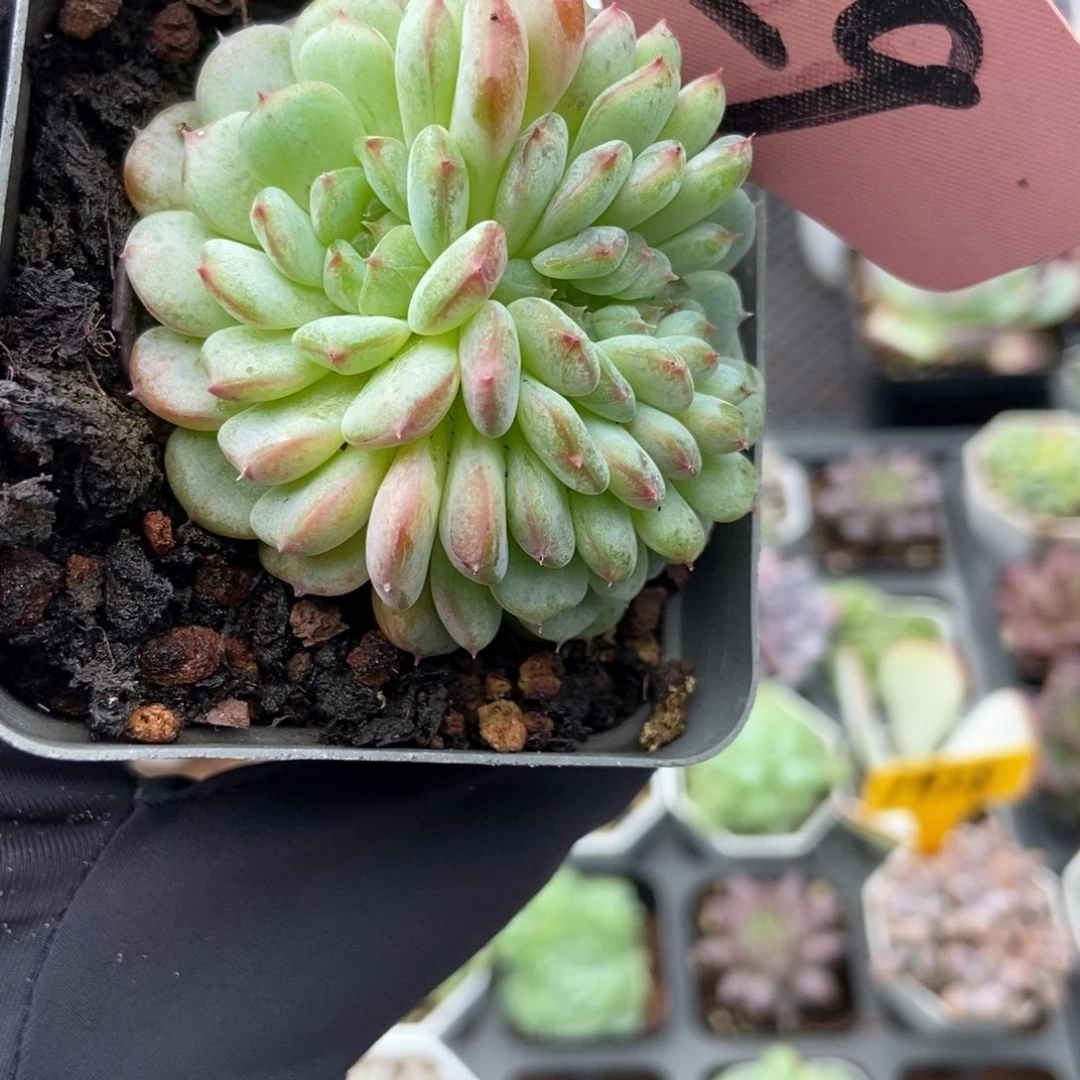 29白胖子缀多肉植物