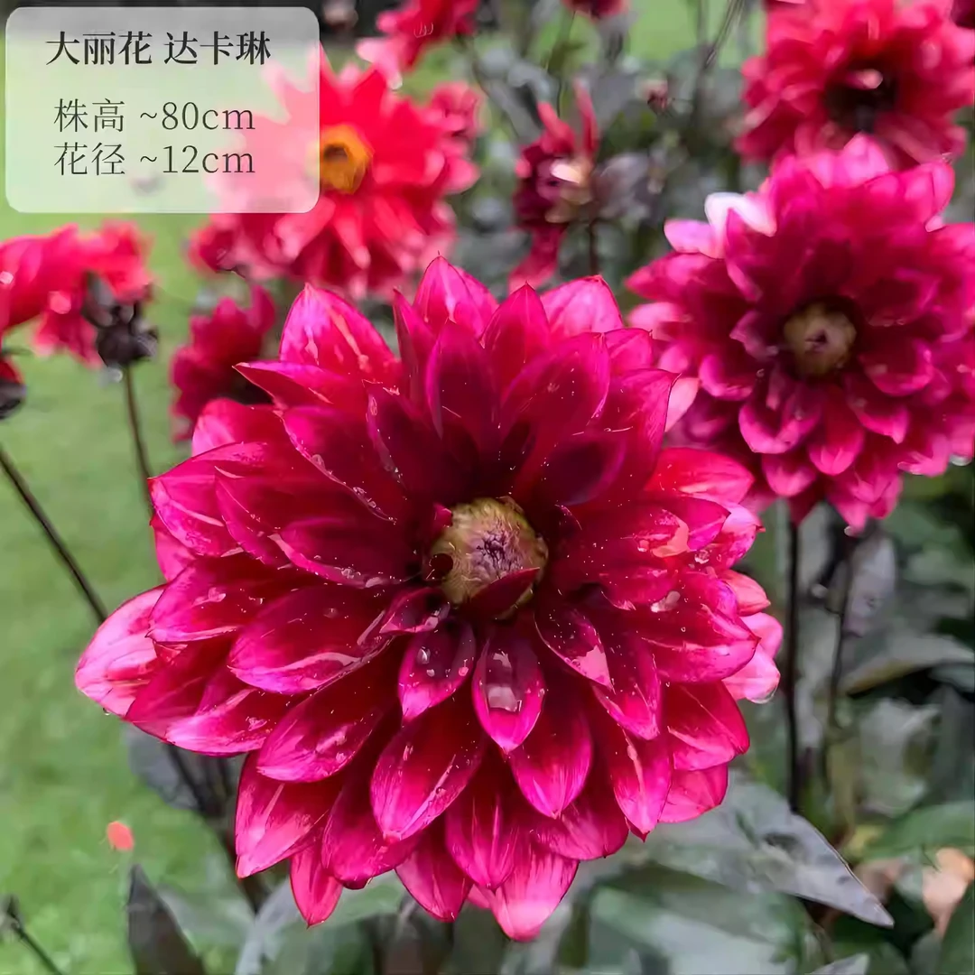 【达卡琳】进口多年生重瓣大丽花种球盆栽地栽送肥料