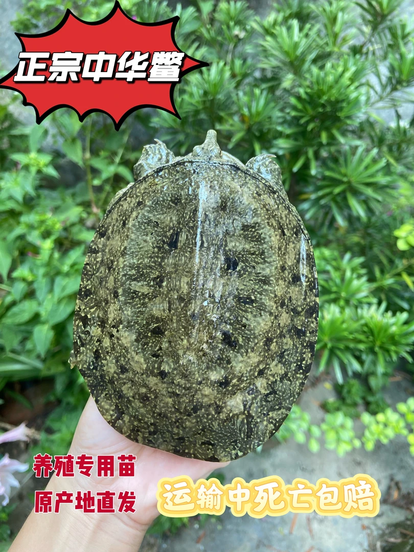 好养活【1-8两甲鱼苗】外塘冷水中华黑花甲鱼产地直发