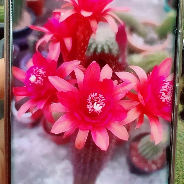 金妞摩尔紫色侧芽拍一发二