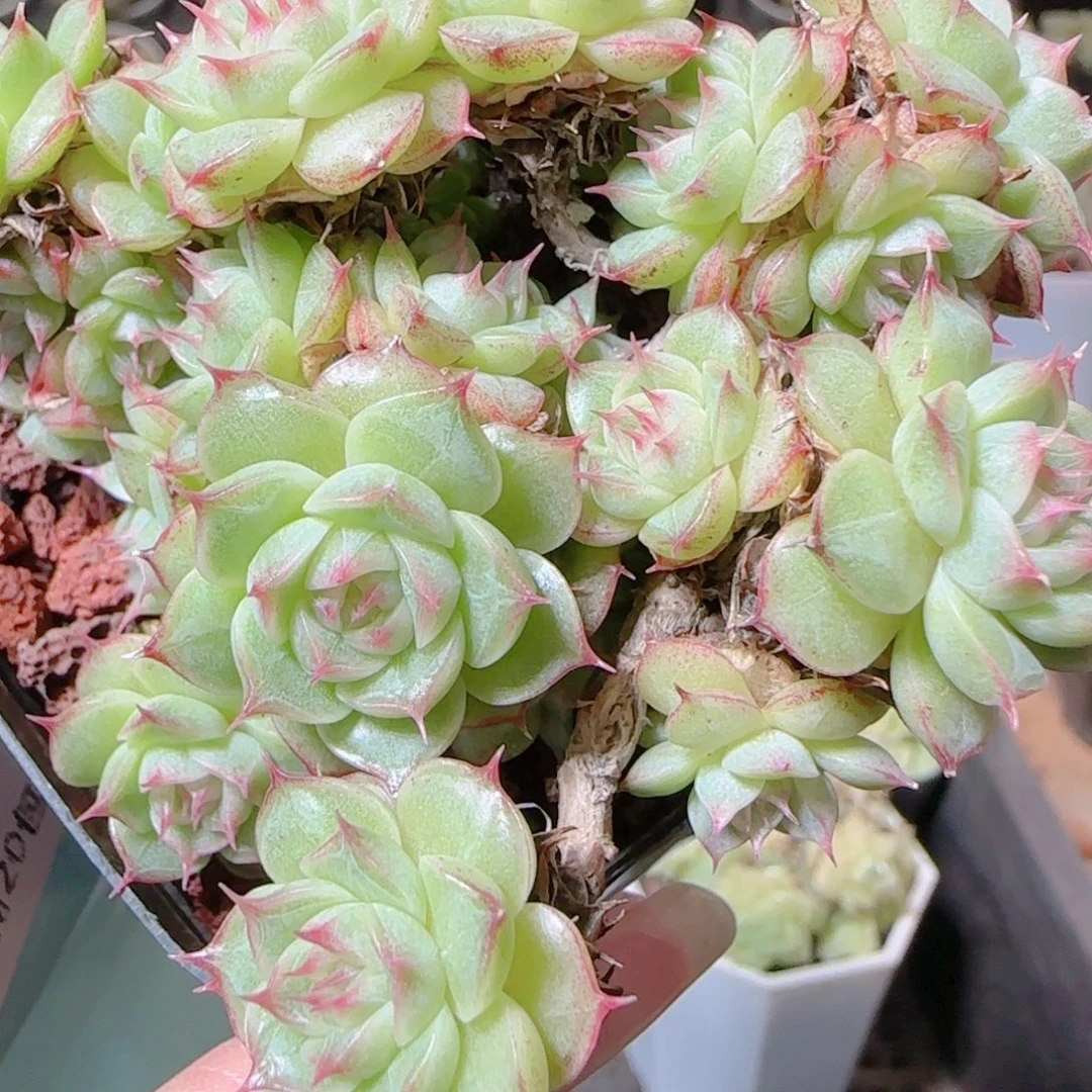 花语逸镜1115-124散海王