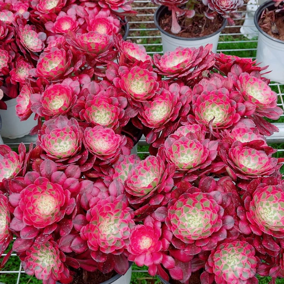 模特二代铜壶量拍多肉法师一个