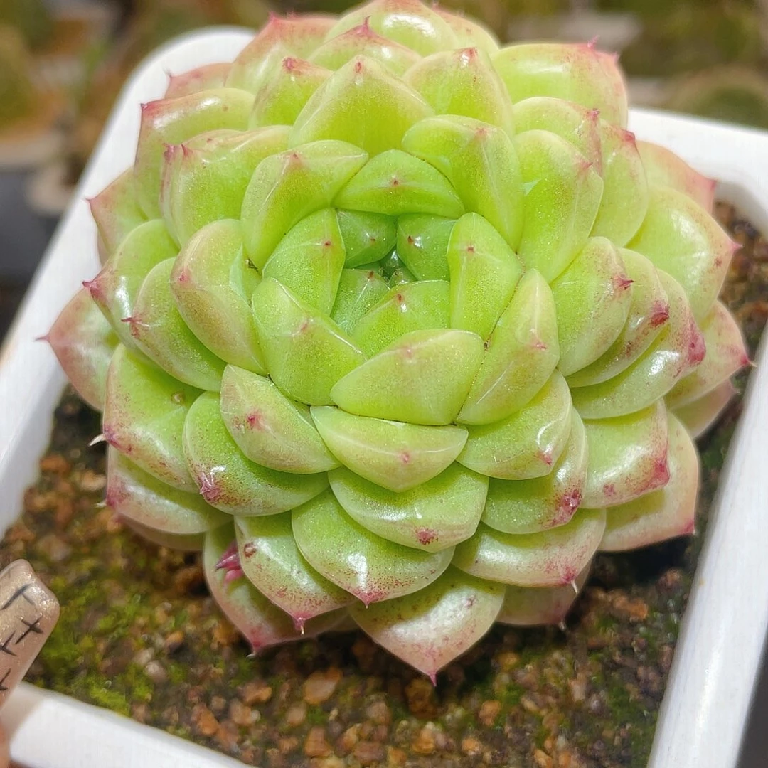 369翡冷翠母本哈哈哈