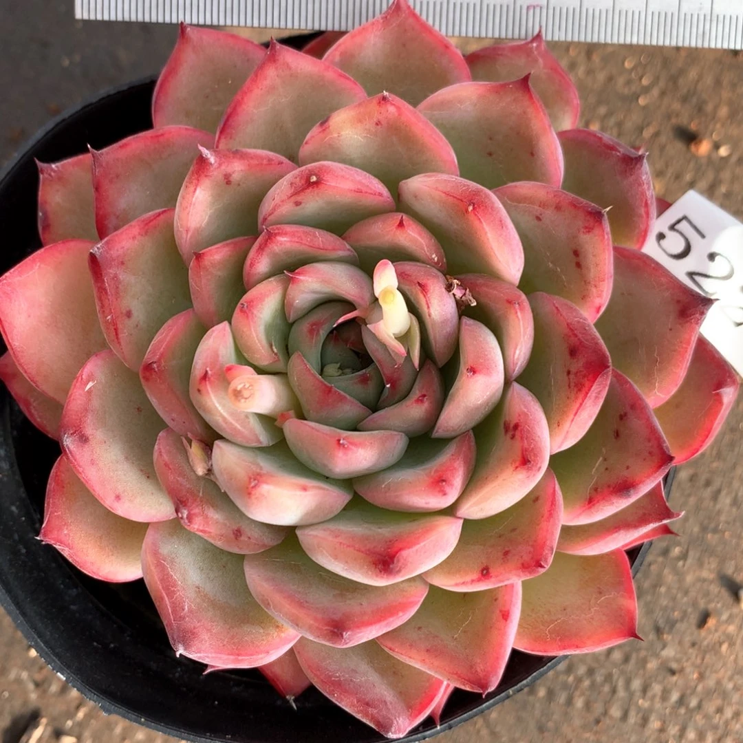 5228杂交多肉植物