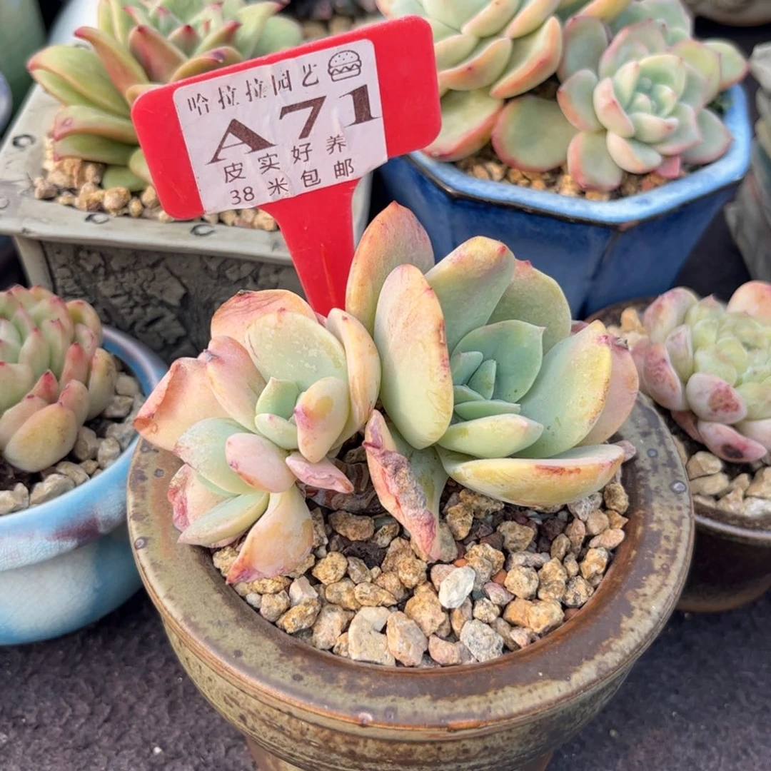 小**.多肉植物白凤。