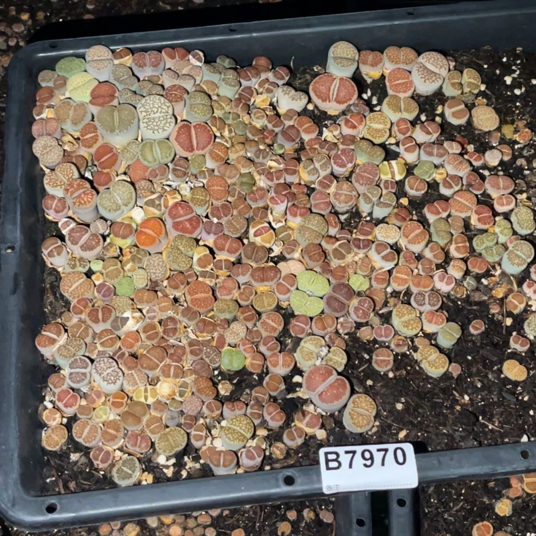 L***s7970福利筐1不售后