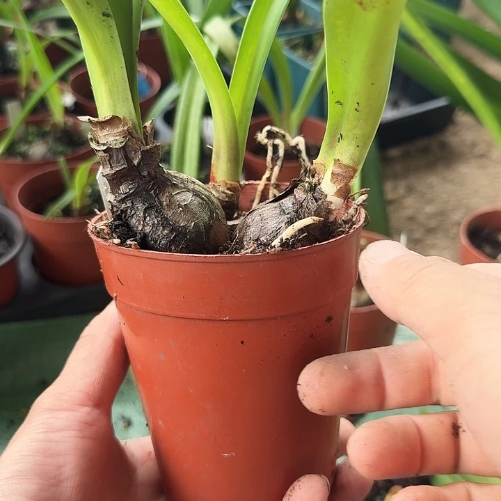 晃***晃海潮之声一物一拍