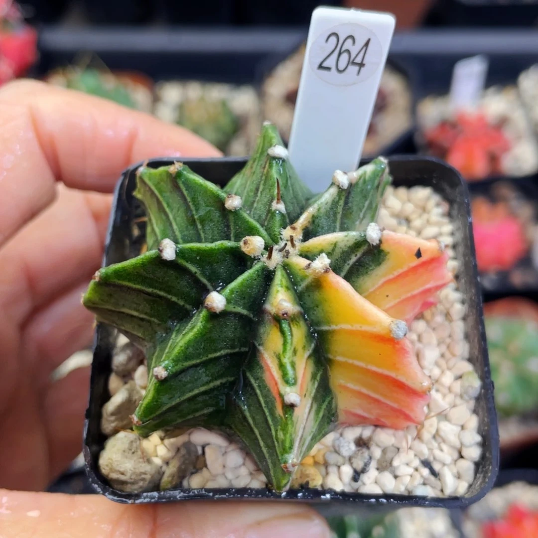 盆5公分满25包邮裸根发货