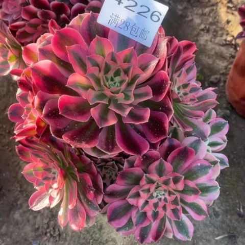 女巫多肉多肉4226