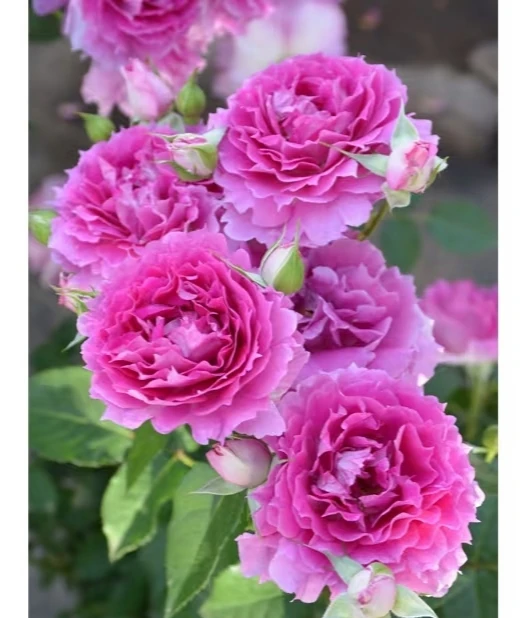 天方夜谭(浪漫的玫瑰园一物一拍)