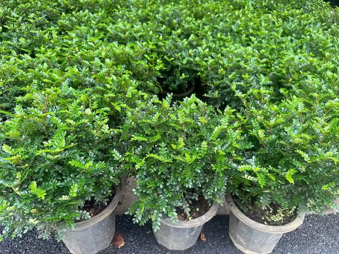 精品甄选（老桩）清香木40厘米以上胡椒木盆栽好养室内花卉四季常青