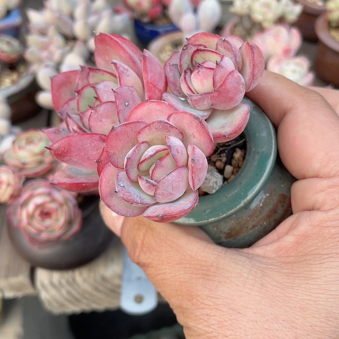 牡丹亭 带盆发货 4口盆