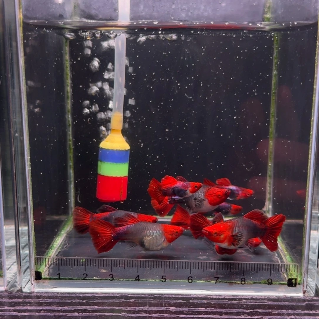 孔雀鱼短体深海蓝贵族8➕2条备损