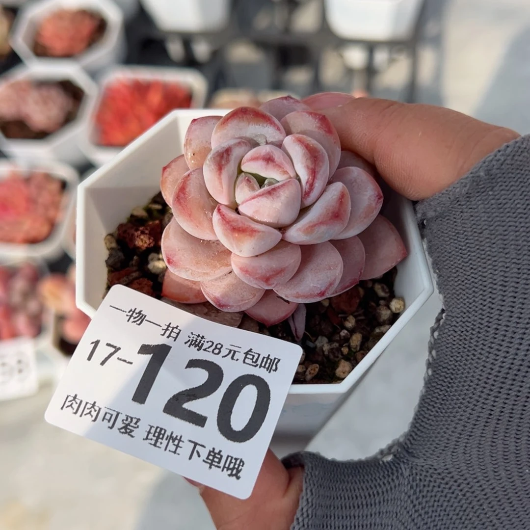 星星雪多肉多肉多肉多肉