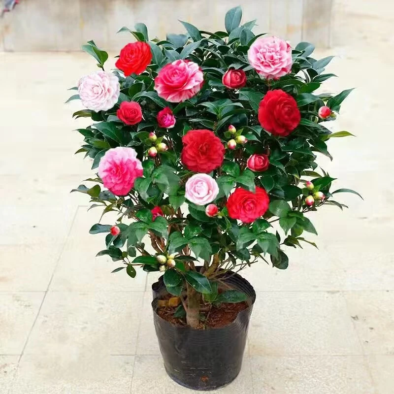 五色赤丹茶花树苗盆栽室内外耐寒老桩植物浓香型四季茶花绿值花卉