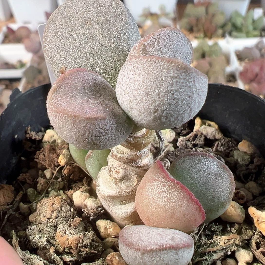 茶 芭比多肉水泡植物