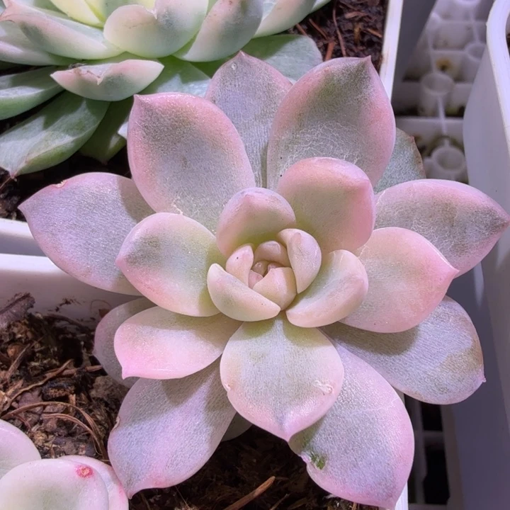 纯爱锦多肉植物一物一拍