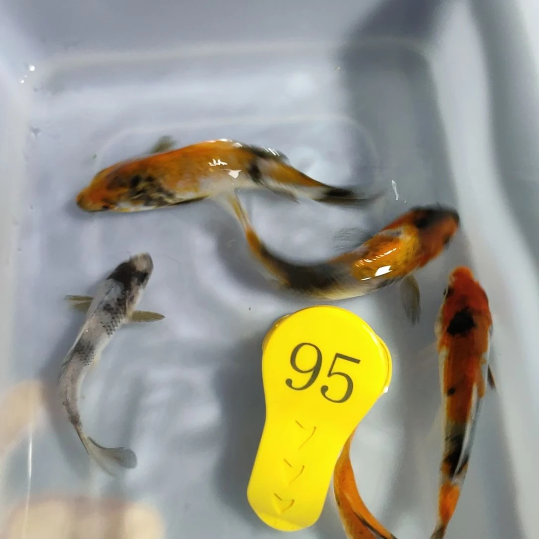 海水鱼红白大正昭和菲血白写