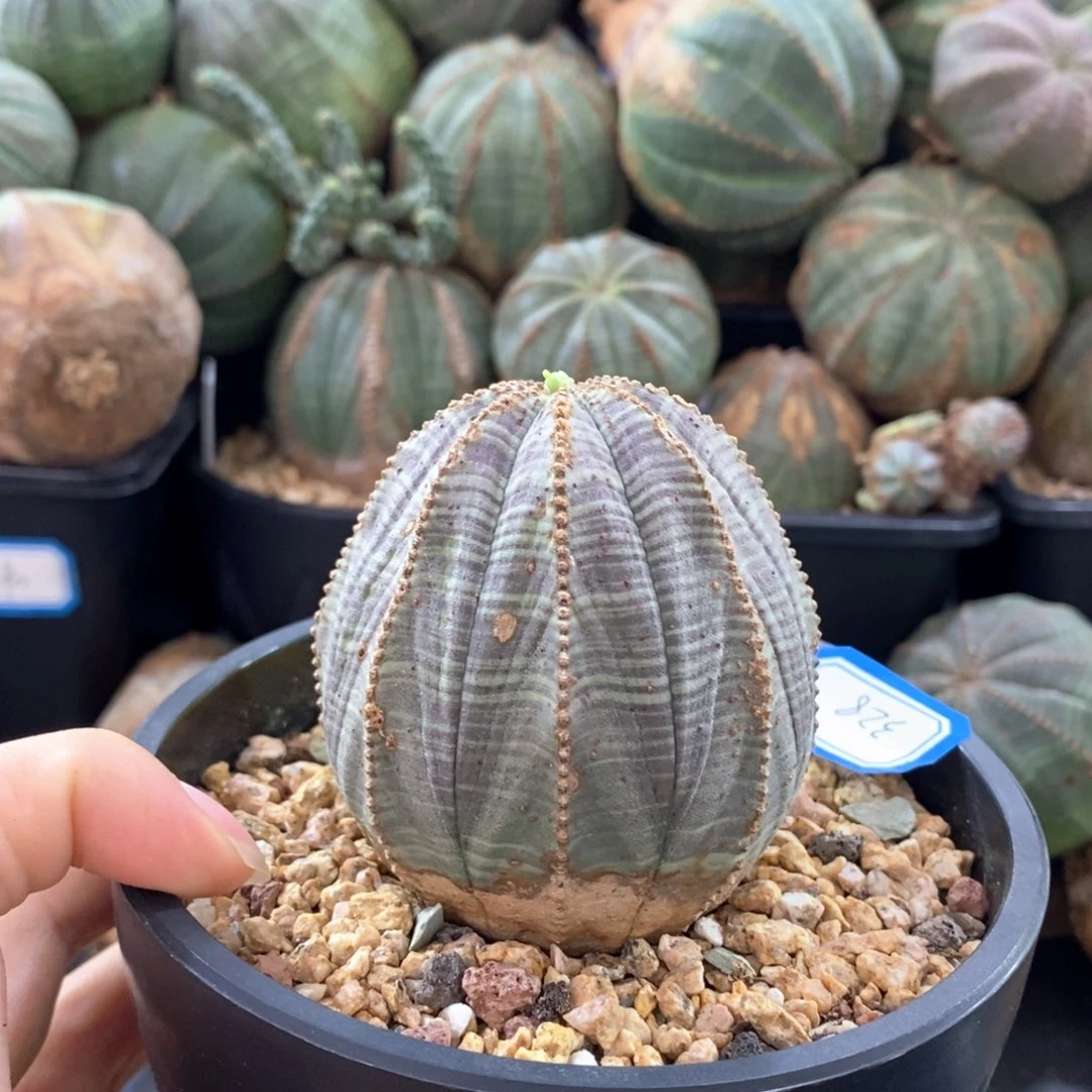 欧系实生布纹球一物一拍