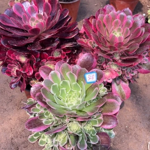 828多肉植物组合