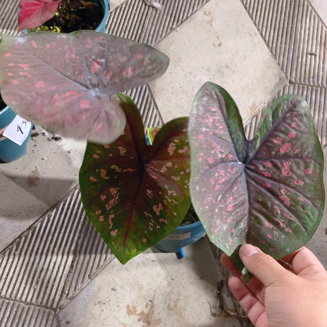 完全开放4331泰彩