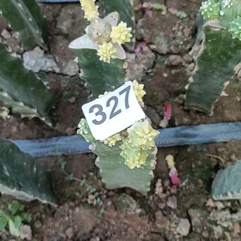炊***情红色花一棵的桃太郎327