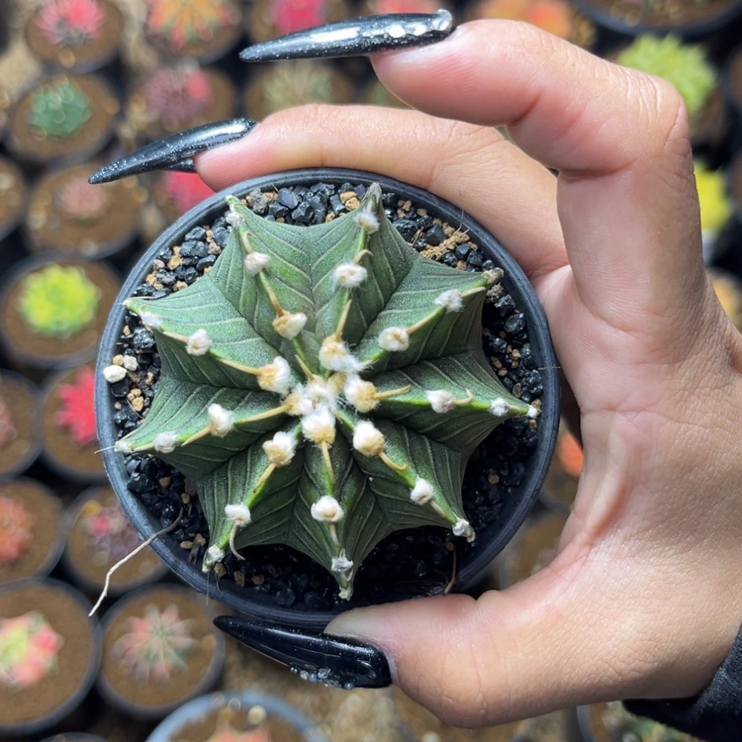 高绒肋骨 带盆土 特价