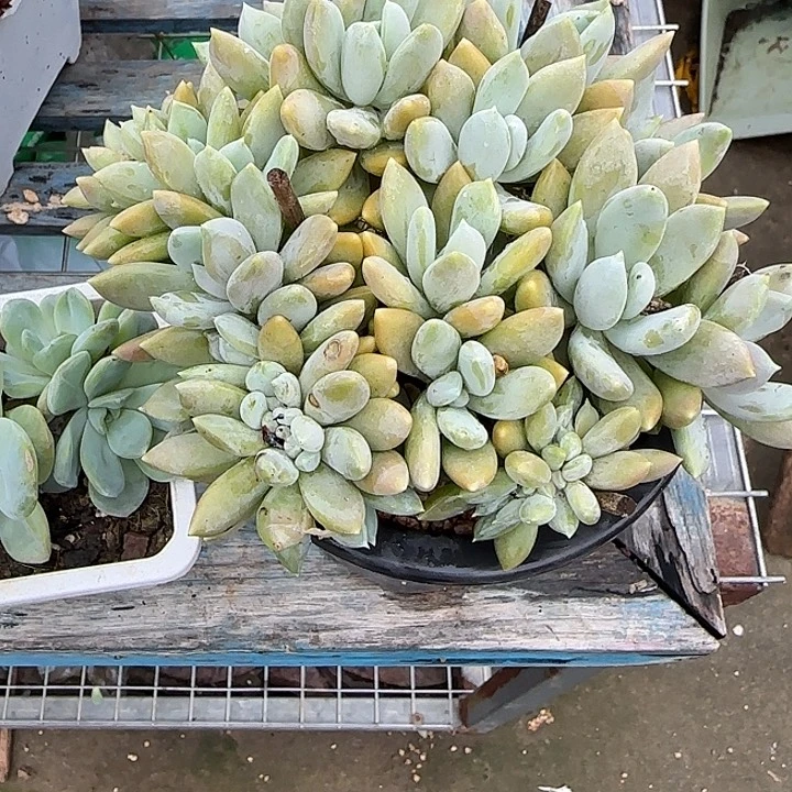 茂***6青蛙王子儿童牙膏11