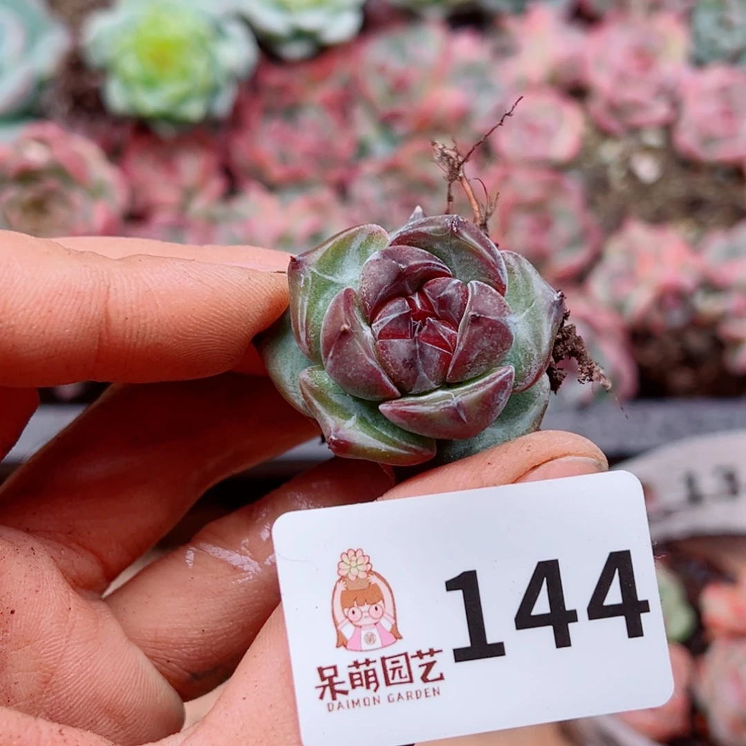 多肉植物多肉植物